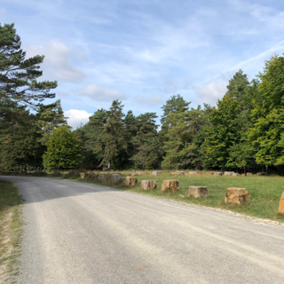 trauerredner-matthias-koehler--naturfriedhof-nüdlingen-10